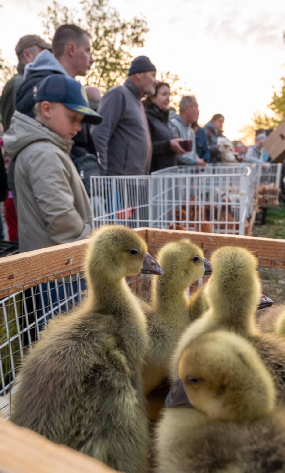 Chovateľská burza v Senci pre návštevníkov